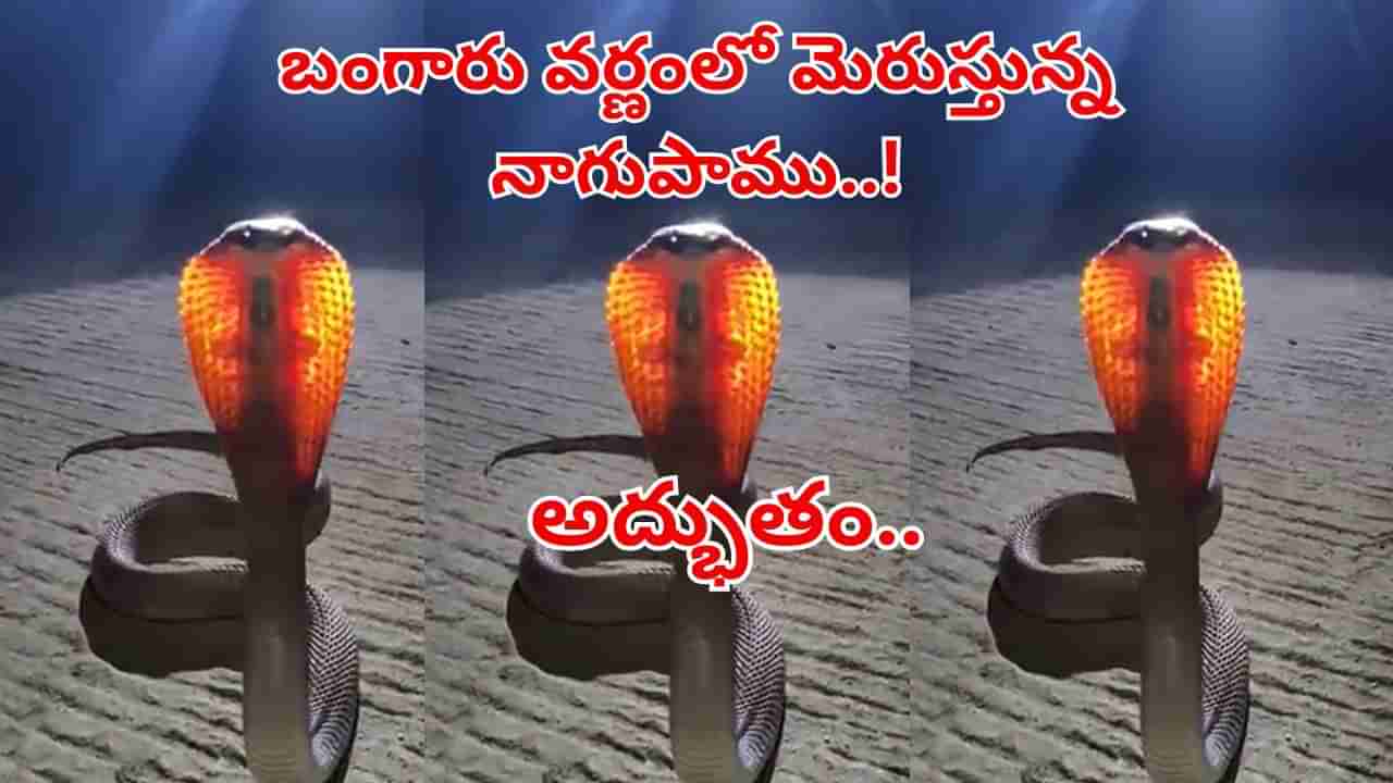 Rare Snake video: బంగారు వర్ణంలో మెరుస్తూ.. నాగుపాము ప్రత్యక్షం..! నాగుల పంచమినాటి అద్భుతం చూశారా..?