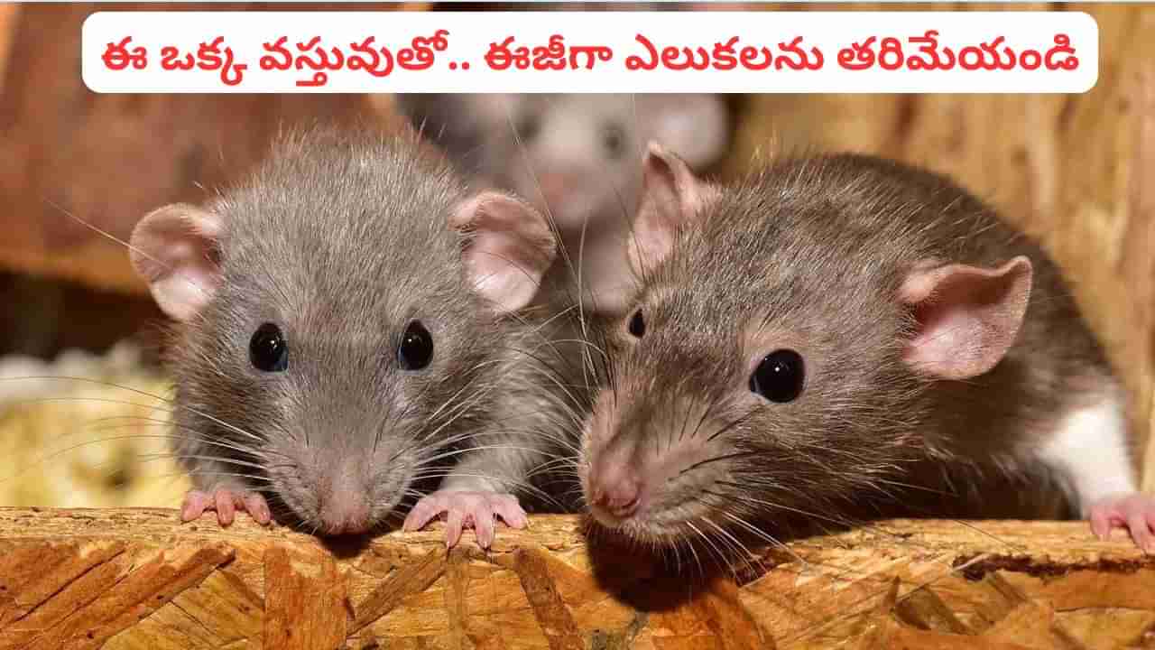 ఎలుకలను తరిమికొట్టే పవర్ ఫుల్ వెపన్.. దీన్ని మీ ఇంటి గుమ్మంలో ఉంచితే.. అవి రమ్మన్నారావు..