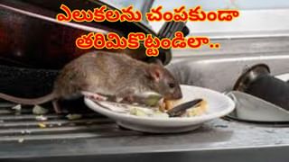 Viral News: ఈ అమ్మాయికి వరుడు కావాలట.. ఎత్తు ఎంతైనా పర్లేదు..! అసలు విషయం తెలిస్తే..