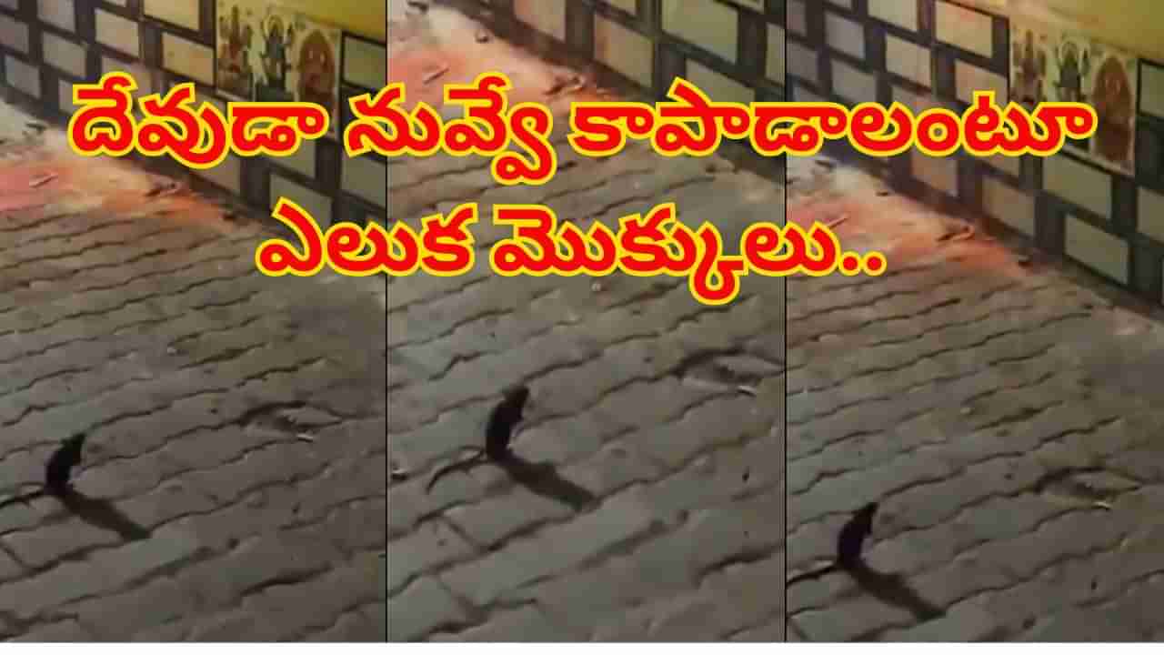 Viral Video: దేవుడా నువ్వే కాపాడాలి..! దీపావళి రోజున ఎలుక మొక్కులు.. వీడియో వైరల్