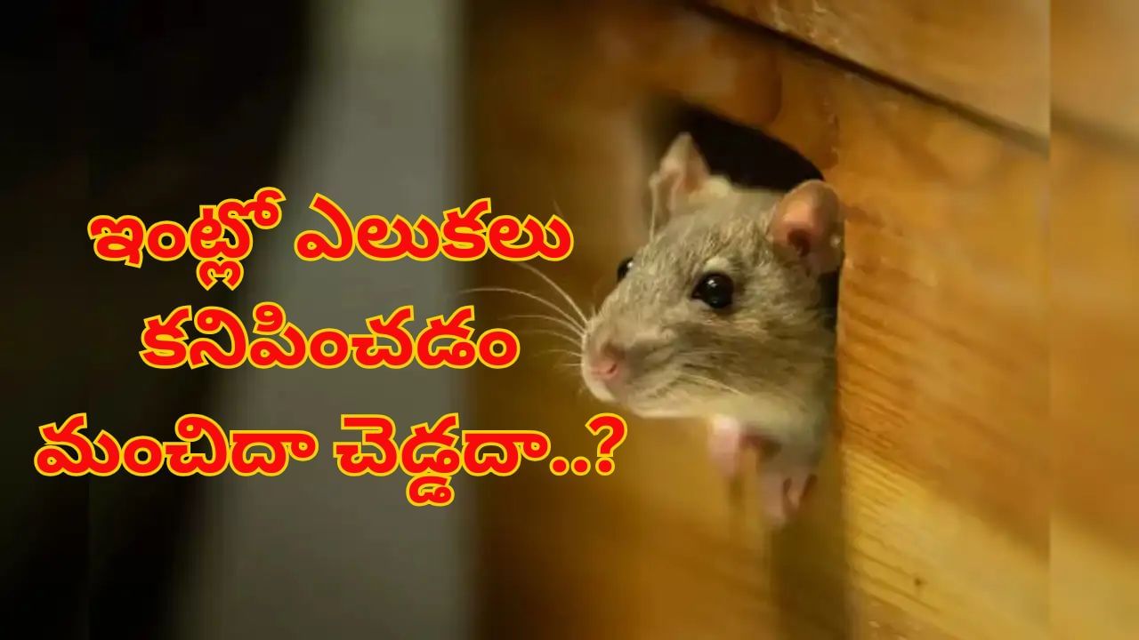 Vastu Tips: ఇంట్లో ఎలుకలు కనిపించడం మంచిదా చెడ్డదా..? వాస్తు చెప్పేది తెలిస్తే వామ్మో అంటారు..!