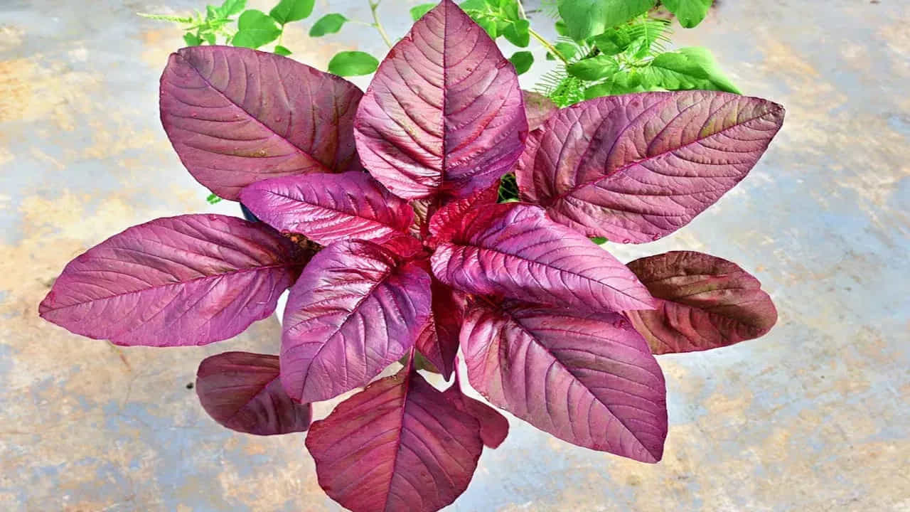 అదే విధంగా ఎర్ర తోటకూరలో ఐరన్ కూడా లభ్యమవుతుంది. కాబట్టి ఇది తినడం వల్ల రక్త హీనత సమస్య ఉండదు. శరీరంలో రోగ నిరోధక శక్తిని పెంచుతుంది. తక్షణమే శక్తిని కూడా ఇస్తుంది. అనేక వ్యాధుల నుంచి రక్షిస్తుంది.