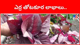 Baba Ramdev: బాబా రామ్ చెప్పిన ఈ ఆహారాన్ని, యోగాని ట్రై చేయండి.. ఒత్తైన జుట్టు మీ సొంతం..