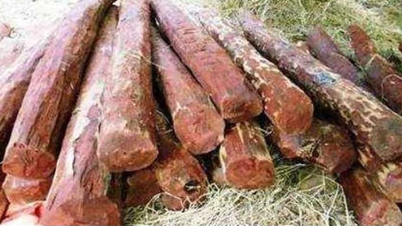తిరుపతి నుంచి ఎర్రచందనం స్మగ్లింగ్‌.. ఢిల్లీలో పట్టుకున్న పోలీసులు!