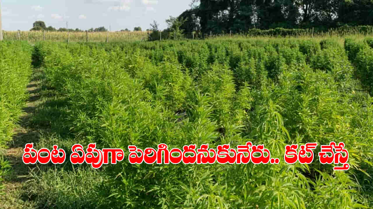 Telangana: అరె.! భలే ఏపుగా పంట పెరిగిందనుకునేరు.. లోపలికి వెళ్లి చూడగా కళ్లు తేలేస్తారు