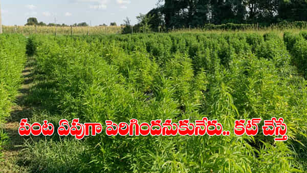Telangana: అరె.! భలే ఏపుగా పంట పెరిగిందనుకునేరు.. లోపలికి వెళ్లి చూడగా కళ్లు తేలేస్తారు