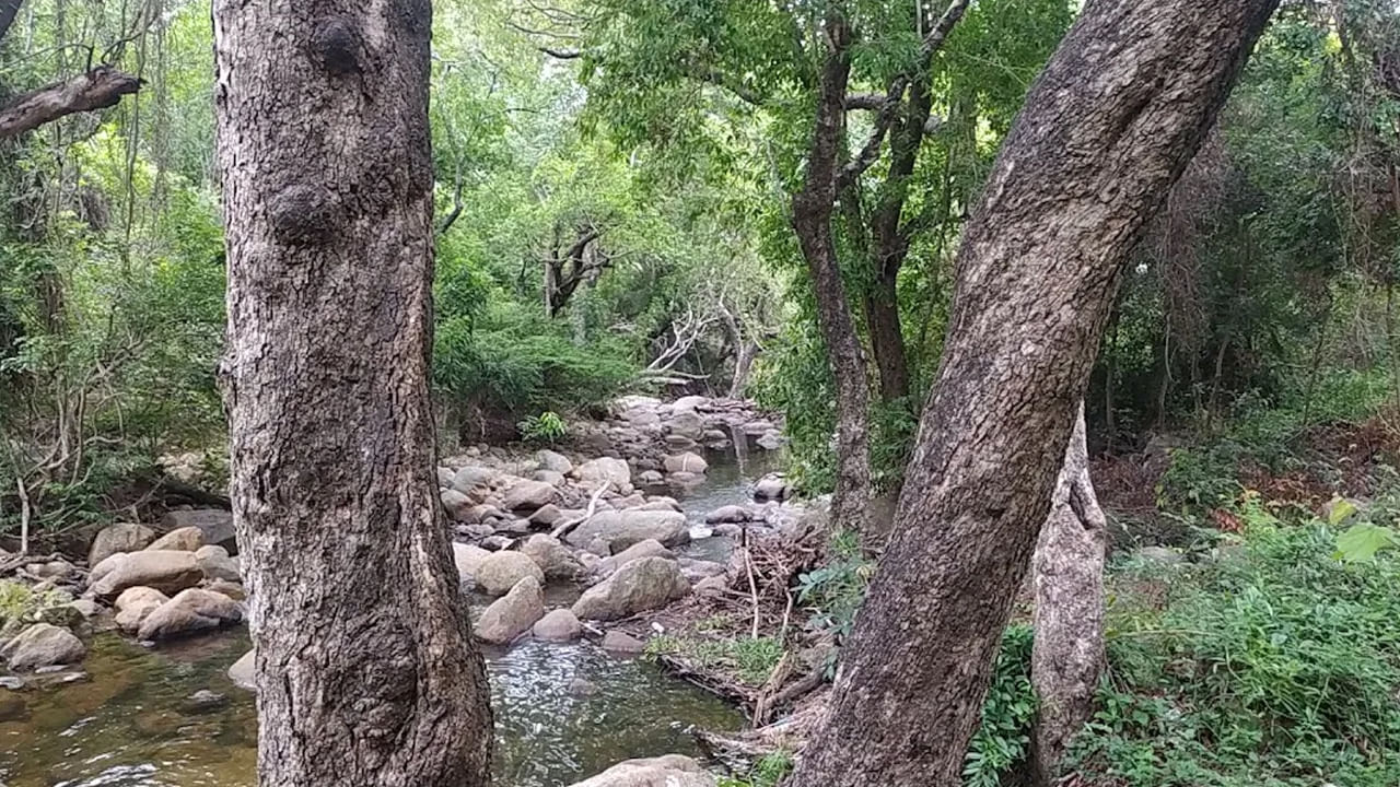 Andhra: అడవిలో కట్టెలు తెచ్చేందుకు వెళ్లాడు.. ఎంతకూ ఇంటికి తిరిగిరాలేదు.. ఆరా తీయగా