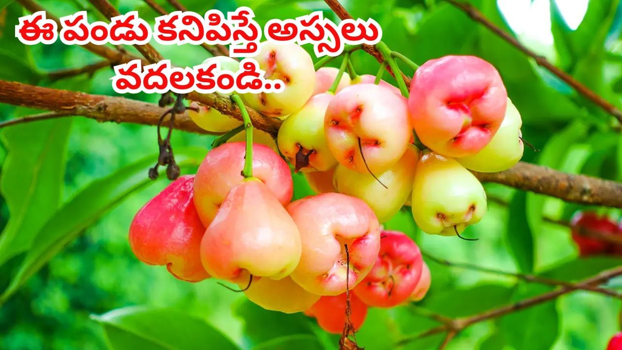 Rose Apple: ఈ పండు కనిపిస్తే అస్సలు వదలకండి.. దీని బెనిఫిట్స్ ఎగిరి గంతేస్తారు..!