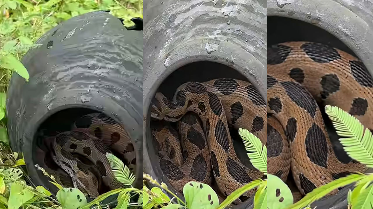 Snake Video: పాడుబడ్డ కుండ నుంచి బుసల మాదిరిగా శబ్దాలు.. ఏంటా అని చూడగా..