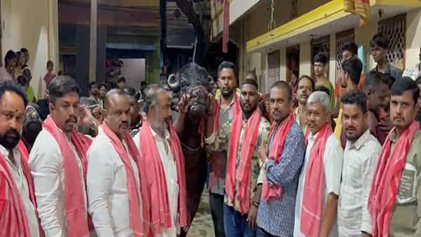 దున్నకు రూ. 31 వేల విలువైన విస్కీ తాగించారు.. ఇది అలాంటి ఇలాంటిది కాదు