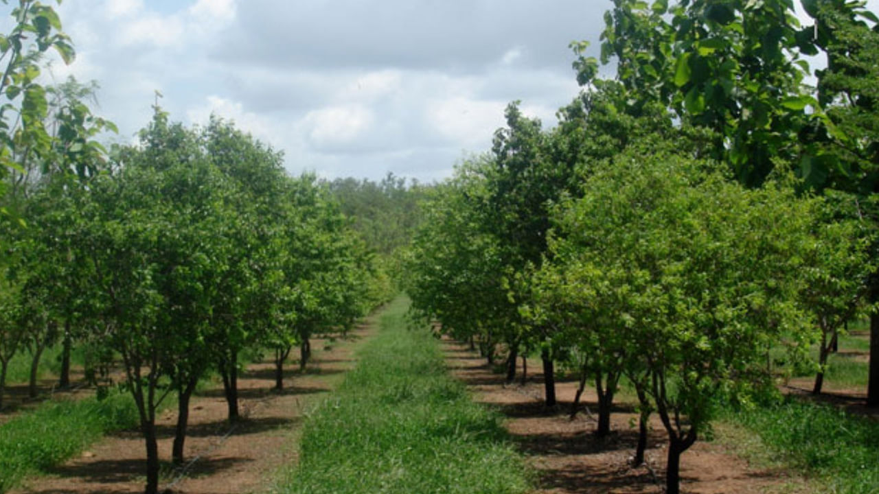  Business Idea: మీరు వ్యవసాయం నుండి గణనీయమైన ఆదాయాన్ని సంపాదించాలని కలలు కంటుంటే, జీవితంలో ఒకసారి మాత్రమే పెట్టుబడి పెట్టే ప్రయోజనాలను పొందాలనుకుంటే గంధపు సాగు ఒక సువర్ణావకాశం కావచ్చు. ఈ రోజుల్లో కలపకు డిమాండ్ వేగంగా పెరుగుతోంది. అందుకే కొంత మంది లాంటి సాగు వైపు మొగ్గు చూపుతారు.