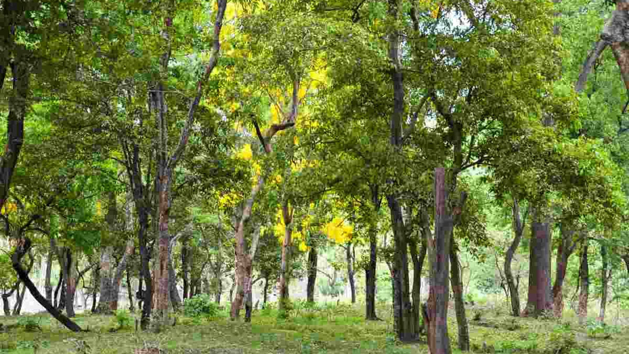  మధ్యప్రదేశ్‌లోని ఖాండ్వా జిల్లాకు చెందిన ప్రకృతి ప్రేమికుడు, రైతు కుమారుడు బి.డి. సంఖ్రే, ఒక రైతు తన పొలం సరిహద్దులో లేదా ఖాళీ భూమిలో గంధపు చెట్లను నాటితే, ఈ వ్యవసాయం కొన్ని సంవత్సరాలలో బంగారు బేరంలా మారుతుందని వివరిస్తున్నాడు. ఎనిమిది సంవత్సరాల క్రితం చాలా మంది రైతులు గంధపు చెట్లను నాటడం తాను చూశానని, నేడు ఆ చెట్ల విలువ లక్షలకు చేరుకుందని ఆయన చెప్పారు.