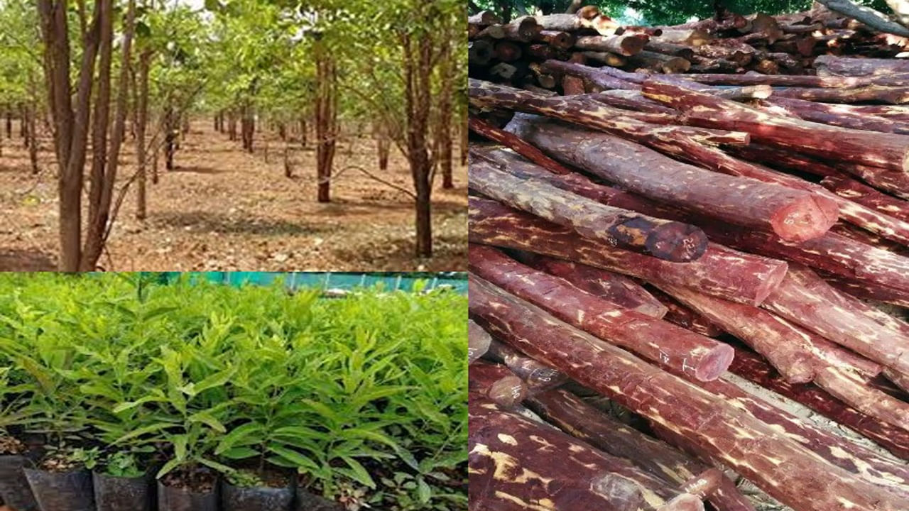  భారతదేశంలోనే కాకుండా విదేశాలలో కూడా గంధపు చెక్కకు అధిక డిమాండ్ ఉంది. ఒక కిలో గంధపు చెక్క మార్కెట్ ధర రూ.10,000 వరకు ఉంటుంది. అయితే దాని నూనె చాలా రెట్లు ఎక్కువ ధరకు అమ్ముడవుతోంది. సగటున ఒక చెట్టు మెచ్యూరిటీ చెందడానికి 10–15 సంవత్సరాలు పడుతుంది. అప్పటికి దాని విలువ లక్షలకు చేరుకుంటుంది.