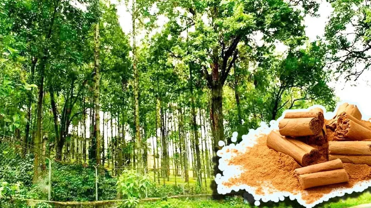  దీని ప్రత్యేకత ఏమిటంటే దీనికి పెద్దగా జాగ్రత్త అవసరం లేదు. ఒకసారి నాటిన తర్వాత ఇది వాతావరణానికి అనుగుణంగా ఉంటుంది. అందుకే రైతులు దీనిని "డబ్బు చెట్టు" అని పిలుస్తారు. ఫర్నిచర్, పరిమళ ద్రవ్యాలు, మందులు, మతపరమైన ప్రయోజనాల కోసం దీనిని ఉపయోగించడం వల్ల గంధపు చెట్టు విలువ పెరుగుతూనే ఉంది. చెట్టు ఎంత పాతదైతే, అది అంత విలువైనదిగా మారుతుంది.