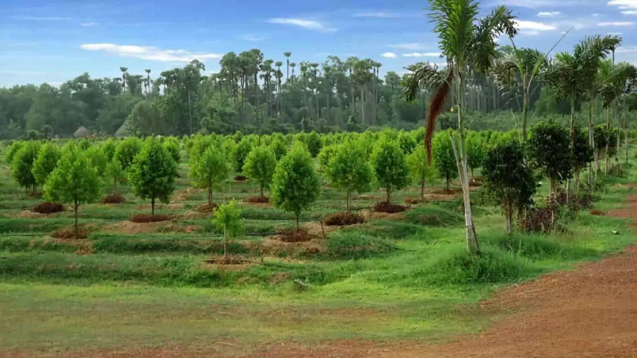  జూన్-జూలైలో నాటడం జరుగుతుంది. గంధపు చెట్టు ఒక పరాన్నజీవి మొక్క. అంటే ఇది పొరుగు మొక్కల నుండి పోషకాలను తీసుకుంటుంది. అందువల్ల అర్జున్, బెర్ లేదా మూంగా వంటి మొక్కలతో పాటు నాటడం ప్రయోజనకరంగా ఉంటుంది. ఇది నేల సారాన్ని కాపాడుతుంది. రెండు మొక్కల వేగవంతమైన పెరుగుదలను ప్రోత్సహిస్తుంది.