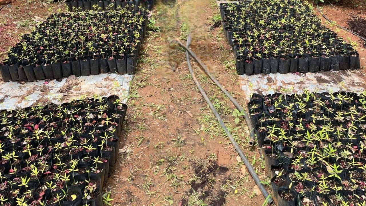  గంధపు చెట్టుకు ఎక్కువ నీరు అవసరం లేదు. మొదటి సంవత్సరం తేలికగా నీరు పోసి, ఆ తర్వాత వాతావరణానికి అనుగుణంగా ఉంటుంది. వ్యాధుల నుండి రక్షించడానికి సేంద్రీయ పురుగుమందులను ఉపయోగించవచ్చు. రైతులు గంధపు చెట్టుతో పాటు పసుపు, అల్లం లేదా పండ్ల చెట్లను కూడా పెంచుకోవచ్చు. ఇది ప్రారంభ సంవత్సరాల్లో ఆదాయాన్ని అందిస్తుంది. అయితే గంధపు చెట్టు క్రమంగా "బంగారు చెట్టు"గా అభివృద్ధి చెందుతుంది.