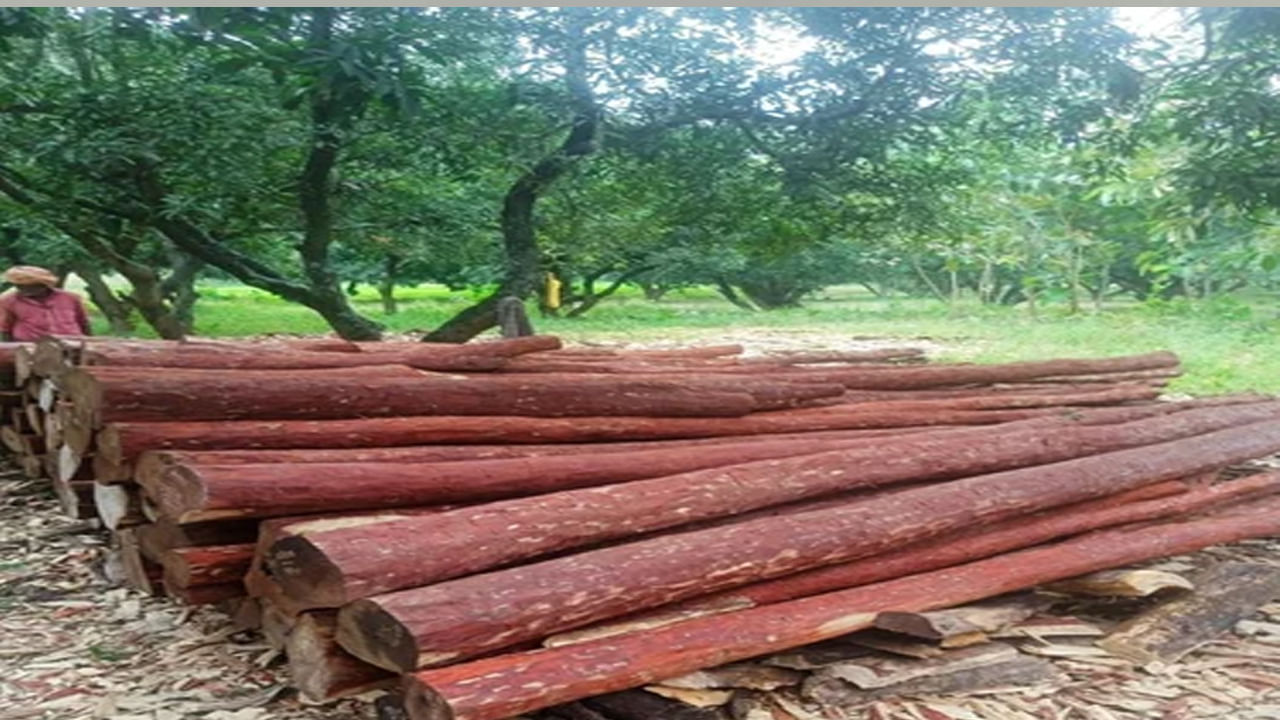  గతంలో ప్రభుత్వ సంస్థలు మాత్రమే గంధపు చెక్కలను పండించగలిగేవి. కానీ ఇప్పుడు నిబంధనలను సడలించారు. రైతులు ఇప్పుడు ప్రభుత్వ అనుమతితో గంధపు చెక్కలను పండించవచ్చు. అయితే కలపను కోయడానికి, విక్రయించడానికి అటవీ శాఖ అనుమతి ఇప్పటికీ అవసరం.