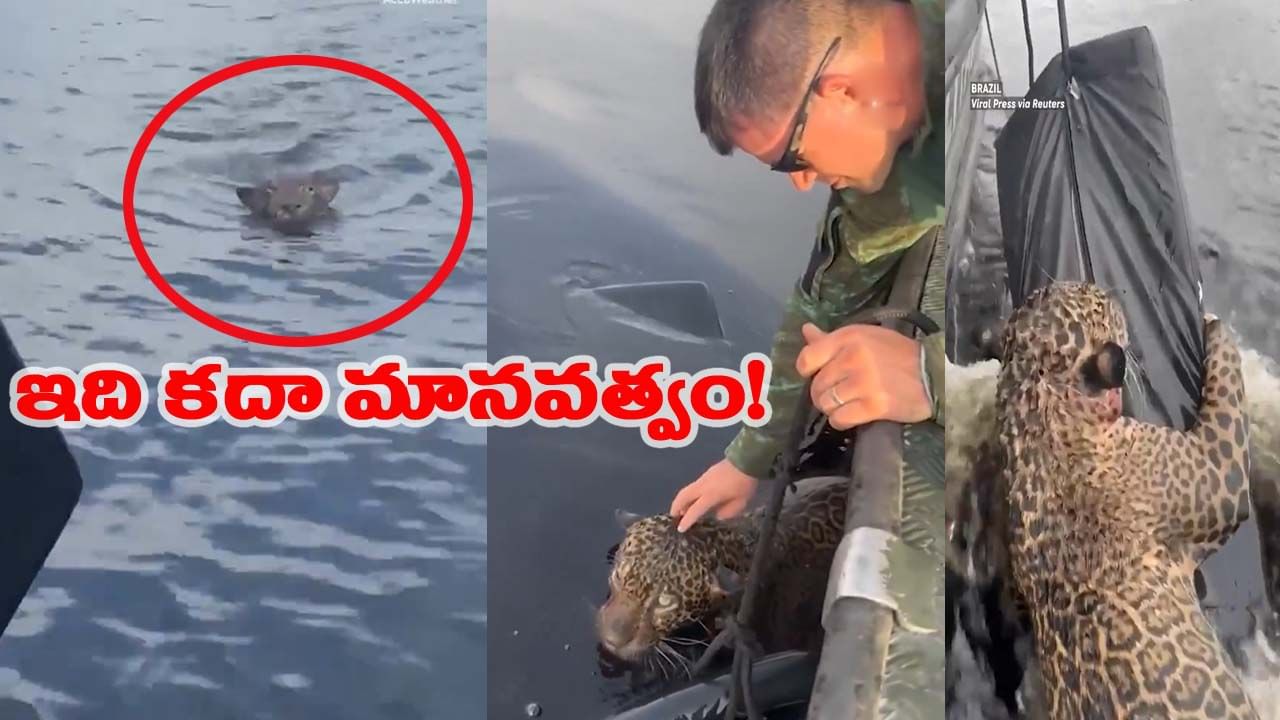 నీటిలో మునిగి.. మరణ ఉచ్చులో చిక్కుకున్న చిరుతకు ప్రాణభిక్ష పెట్టిన సైనికులు..!