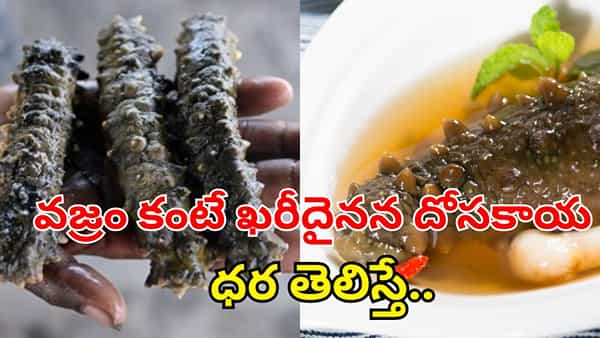 Sea Cucumber: కోట్లు కురిపించే సముద్ర దోసకాయ.. ధరే కాదు.. ప్రయోజనాలు కూడా పీక్స్ అంతే