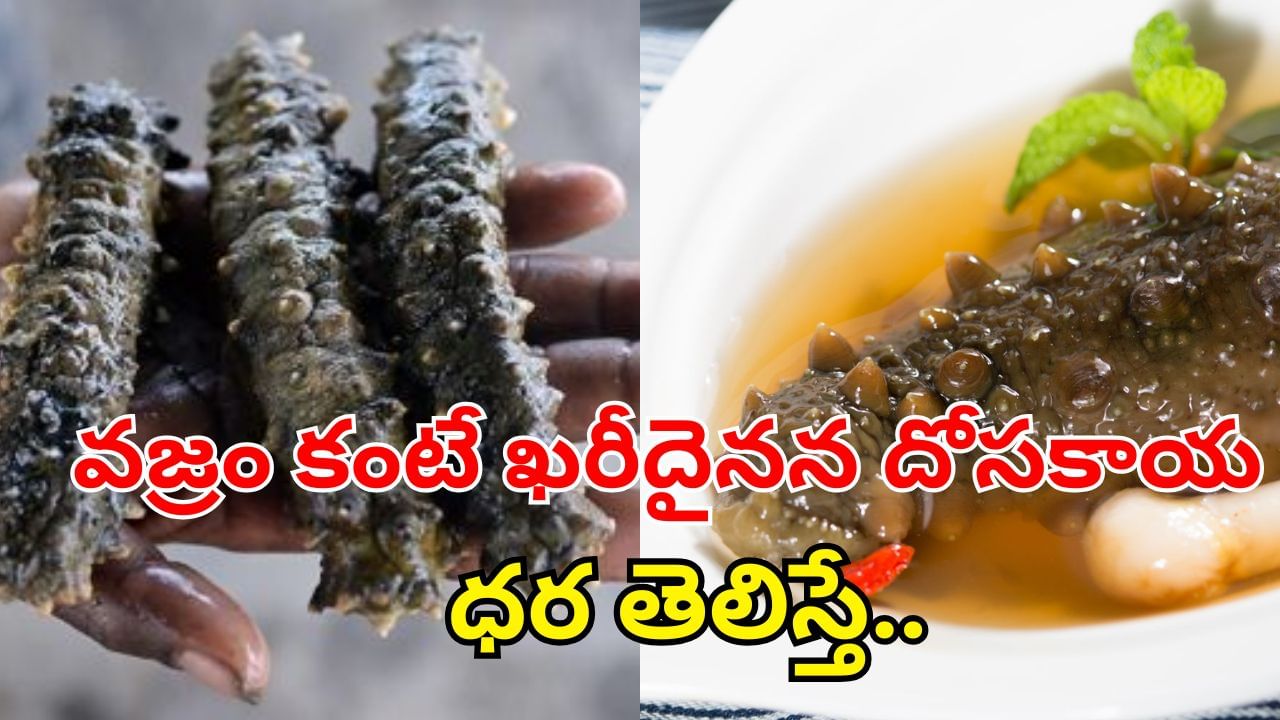 Sea Cucumber: కోట్లు కురిపించే సముద్ర దోసకాయ.. ధరే కాదు.. ప్రయోజనాలు కూడా పీక్స్‌ అంతే