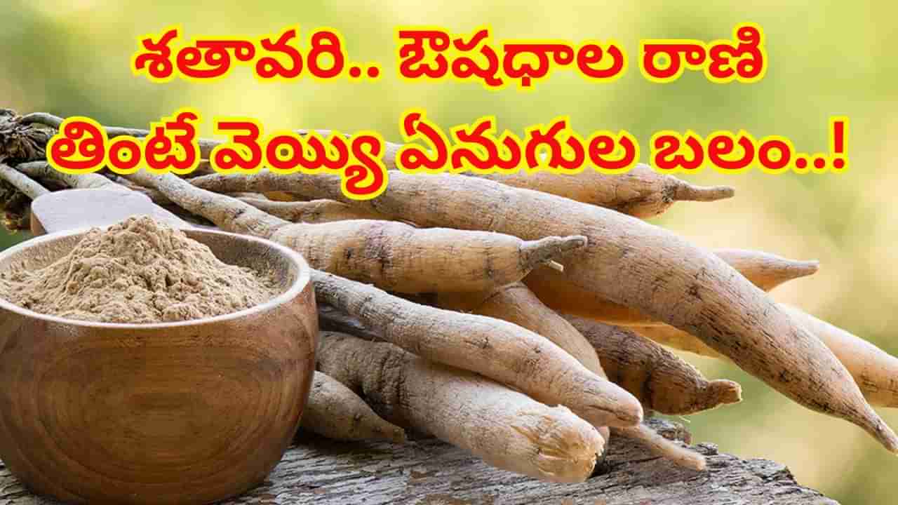 ఈ ఒక్క మొక్కతో వంద ప్రయోజనాలు.. తింటే వెయ్యి ఏనుగుల బలం..! స్త్రీ, పురుషులిద్దరికీ వరం..