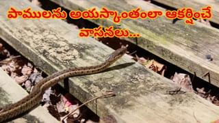 Women only places: ఈ ప్రదేశాలు ఆడవాళ్లకు మాత్రమే.. మగవాళ్లకు నో ఎంట్రీ! రీజన్ తెలిస్తే మతి పోతుంది!