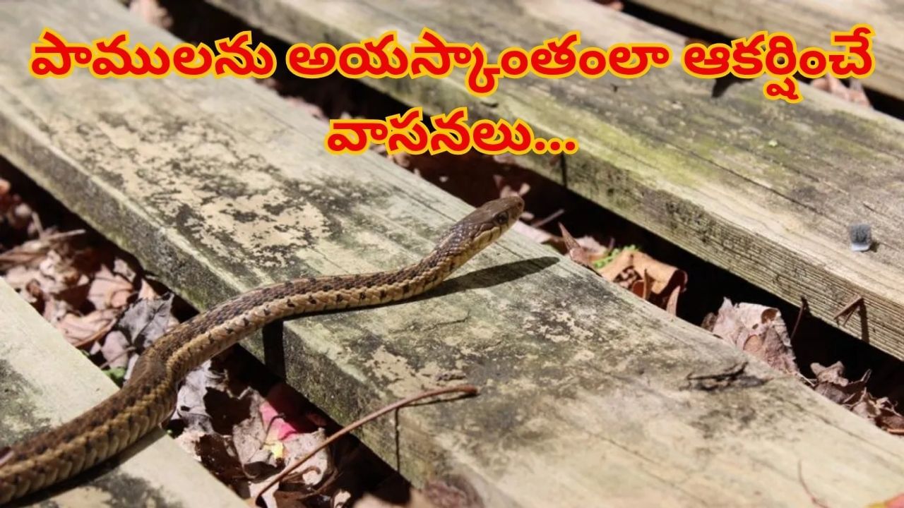 Snake Tips: బీ కేర్ ఫుల్.. ఈ వాసనంటే పాములకు మస్త్‌ ఇష్టమట..! మీ ఇంట్లో ఉంటే డేంజర్..