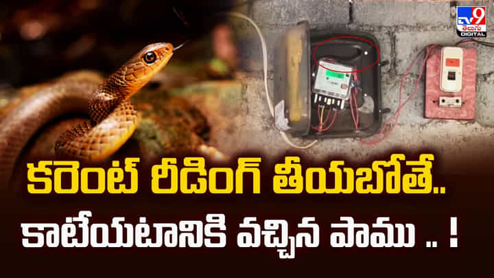 కరెంట్ రీడింగ్ తీయబోతే.. కాటేయటానికి వచ్చిన పాము తర్వాత వీడియో కరెంట్ రీడింగ్ తీయబోతే.. కాటేయటానికి వచ్చిన పాము తర్వాత వీడియో