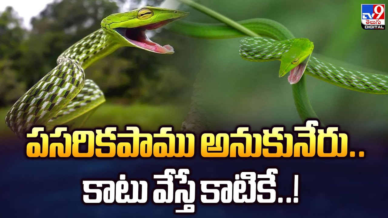 పసరికపాము అనుకునేరు.. కాటు వేస్తే కాటికే...
