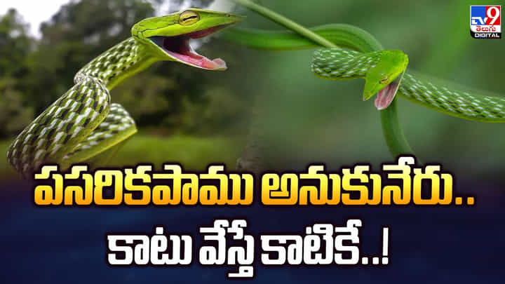 పసరికపాము అనుకునేరు.. కాటు వేస్తే కాటికే... పసరికపాము అనుకునేరు.. కాటు వేస్తే కాటికే...
