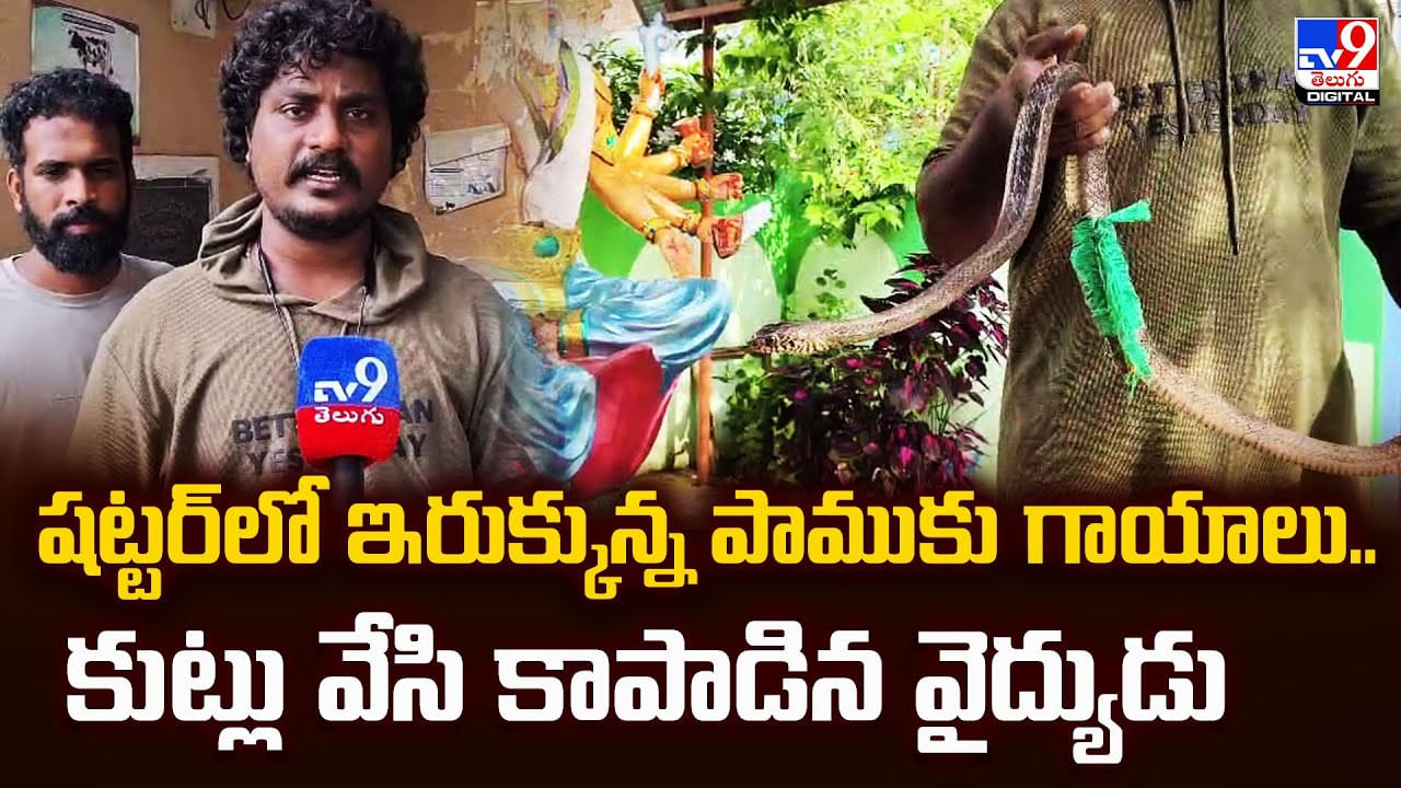 పాముకు గాయాలు.. కుట్లు వేసి కాపాడిన వైద్యుడు వీడియో