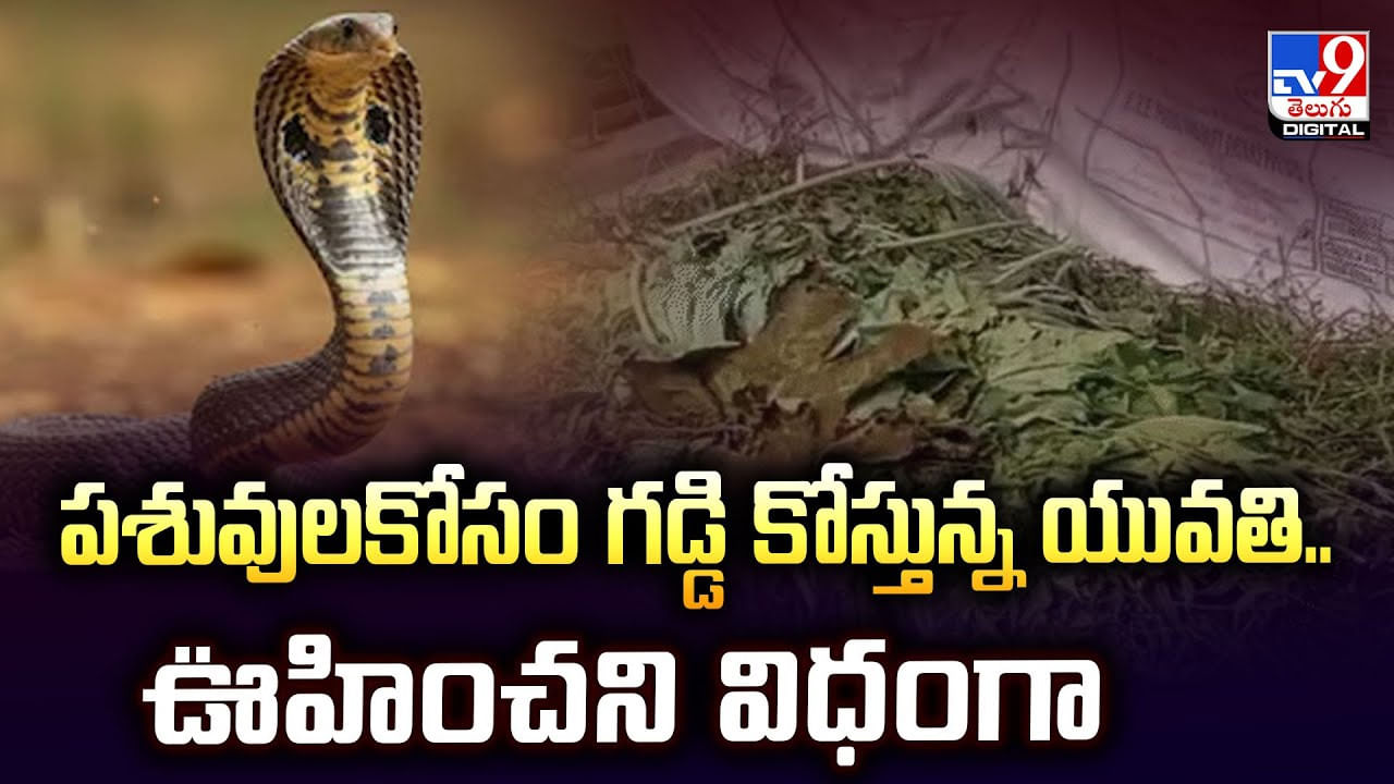 పశువులకోసం గడ్డి కోస్తున్న యువతి.. ఊహించని విధంగా