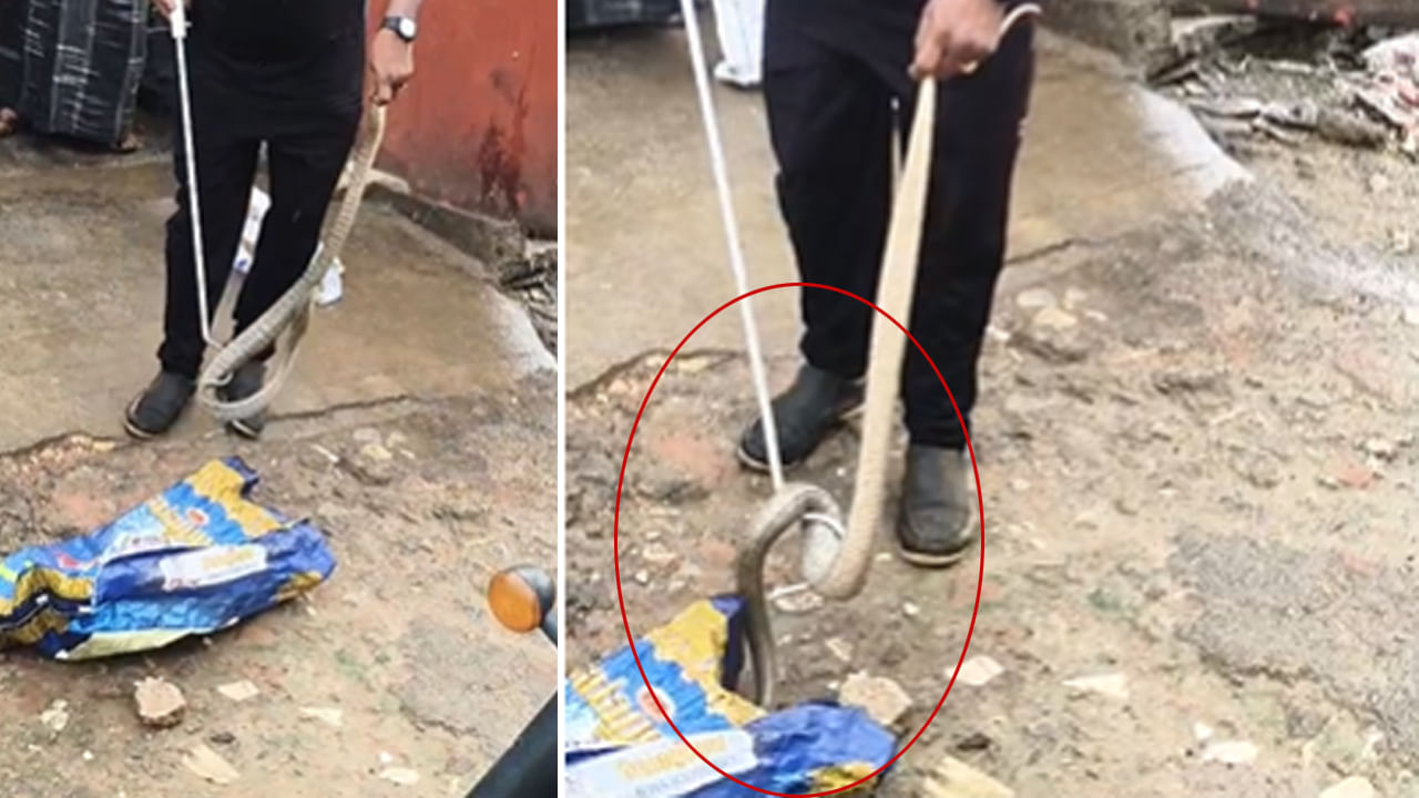 Andhra: ఇదేం పామురా సామీ..! స్వీట్స్ చూస్తేనే పడి చచ్చిపోతుంది.. వీడియో చూశారా