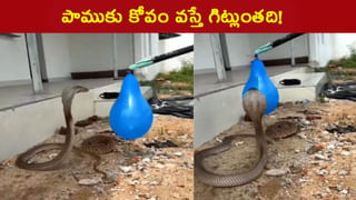 Video: చావు నోరు తెరిచి పైకి దూసుకొస్తే ఎట్టా ఉంటుందో తెలుసా? ఇదిగో ఇట్టా ఉంటాది..!