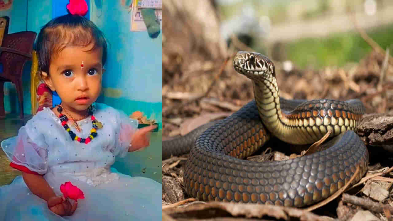అయ్యో దేవుడా.. పాముకాటుతో ఏడాదిన్నర చిన్నారి మృతి.. ఇంట్లో ఆడుకుంటుండగా..