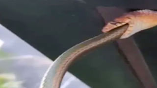 తల్లిపై పోలీసులకు ఫిర్యాదు చేసిన 8 ఏళ్ల కుర్రాడు..! కారణం తెలిస్తే నవ్వకుండా ఉండలేరు..