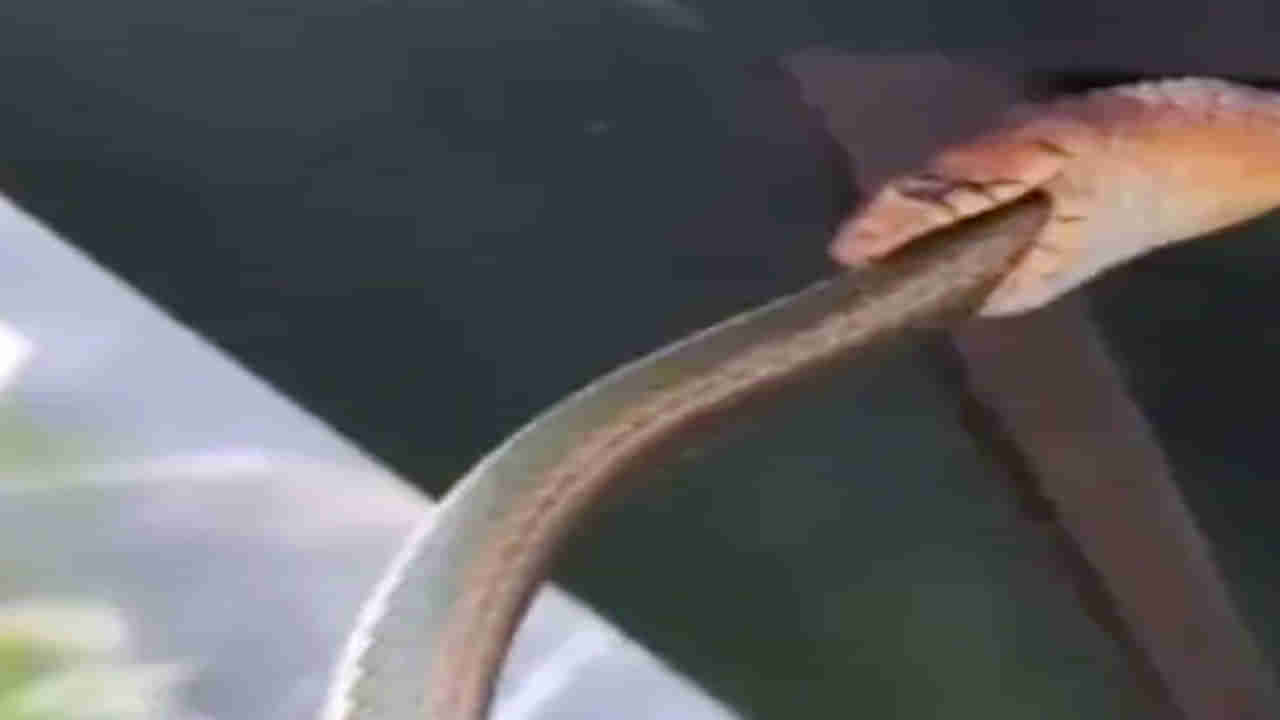 Viral Video: ఒక పామును మరొక పాము మింగడం చూశారా?... భయానక వీడియో చూసి నెటిజన్స్‌ షాక్‌