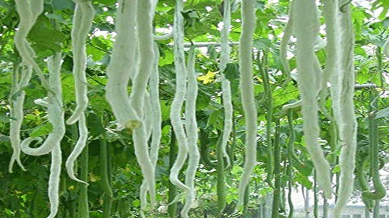 జీర్ణ సమస్యల నుండి బయటపడటానికి, మీరు మీ ఆహారంలో పొట్లకాయను చేర్చుకోవచ్చు. ఈ కూరగాయలో కరిగే, కరగని తినదగిన ఫైబర్ ఉంటుంది. ఇది ఆహారాన్ని జీర్ణం చేయడంలో తోడ్పడుతుంది. మీరు డయాబెటిస్ తో బాధపడుతుంటే, పొట్లకాయ చాలా ప్రయోజనకరం. పోట్లకాయలో డయాబెటిస్ ను నియంత్రించడంలో సహాయపడే యాంటీ డయాబెటిక్ లక్షణాలు ఉన్నాయి.  