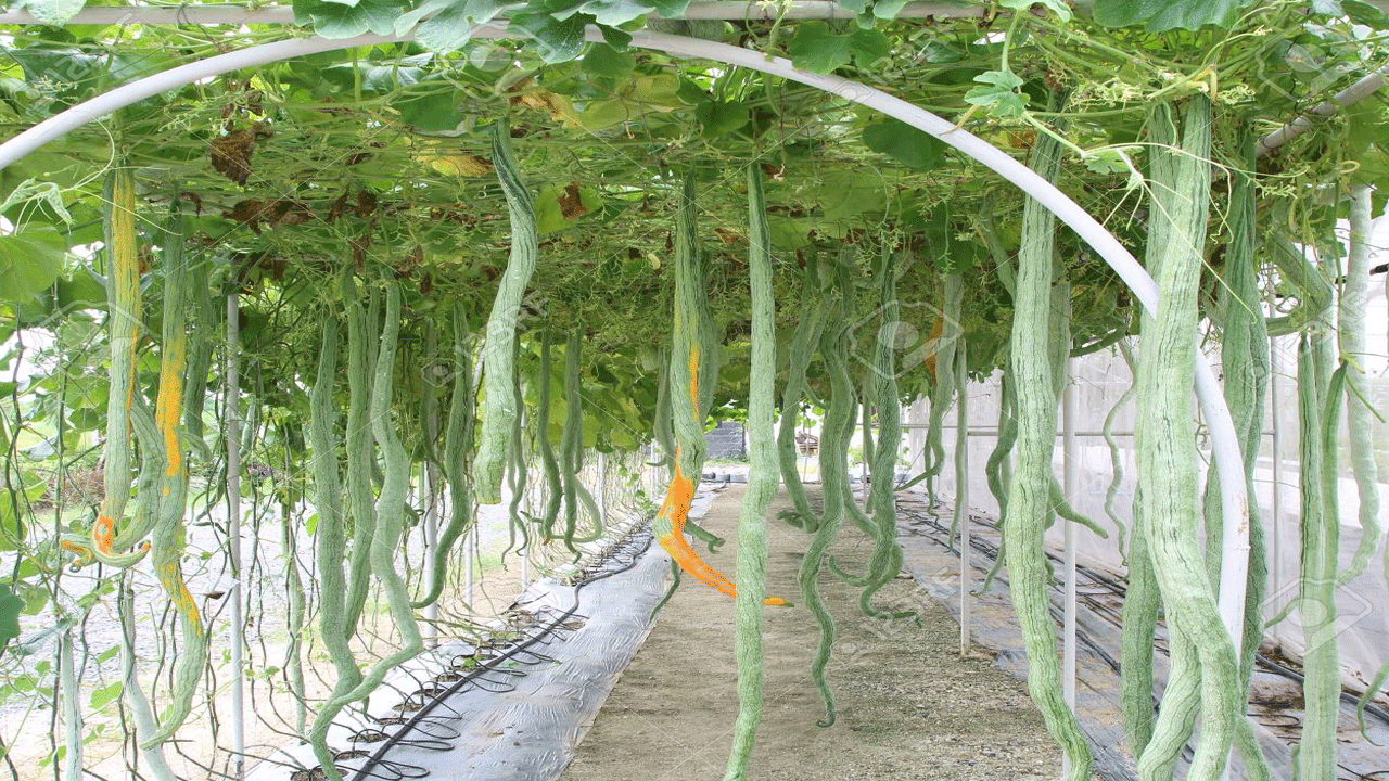 పొట్లకాయలో కేలరీలు చాలా తక్కువగా, నీరు ఎక్కువగా ఉండటం వల్ల బరువు తగ్గాలనుకునే వారికి ఇది చాలా ప్రయోజనకరంగా ఉంటుంది. మీరు ఊబకాయంతో పోరాడుతుంటే, ఈ కూరగాయను మీ ఆహారంలో చేర్చుకోవచ్చు.