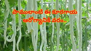 Diwali 2025: దీపావళికి నో కుకింగ్ స్వీట్ ని ట్రై చేయండి..  రెసిపీ మీ కోసం