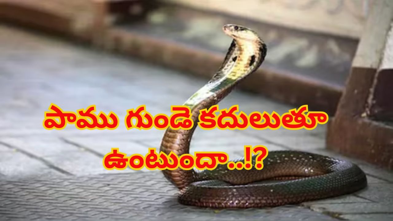 Snake Heart: పాముకు గుండె ఎక్కడ ఉంటుంది..? అది కదులుతూ ఉంటుందా..!? నిజం తెలిస్తే ఫ్యూజులవుట్..