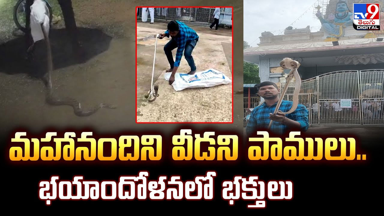 మహానందిని వీడని పాములు.. భయాందోళనలో భక్తులు