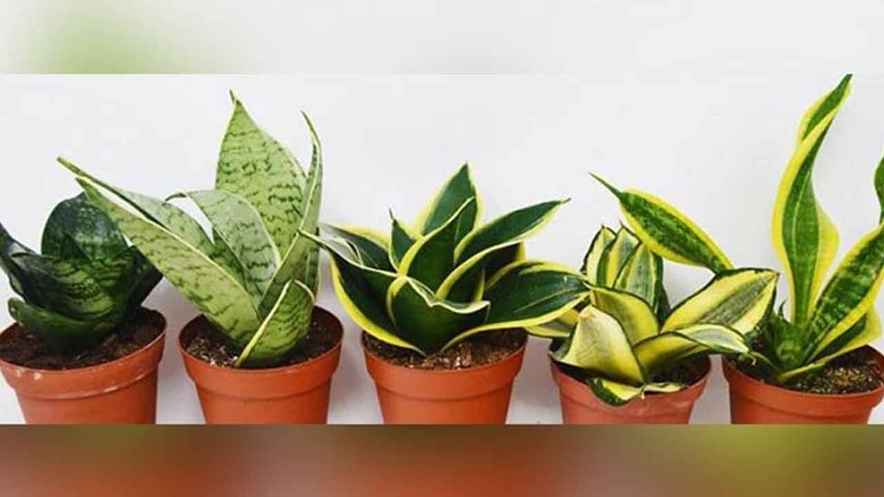 స్నేక్‌ ప్లాట్‌ ఇంట్లో పెంచుకోవటం వల్ల సంపద, ఆర్థిక స్థితి మెరుగుపడుతుంది. ముఖ్యంగా దక్షిణ దిశలో ఉంచడం ద్వారా, దాని ప్రభావం మరింత శక్తివంతంగా మారుతుంది. స్నేక్ ప్లాంట్ వాతావరణంలో మంచి గాలి, స్వచ్ఛతను పెంచడానికి సహాయపడుతుంది. ఇంట్లో ముఖ్యమైన ప్రదేశాలలో దీన్ని ఉంచడం వల్ల ఇంట్లో స్వచ్ఛత ఉంటుంది. ఈ మొక్క ఇంటి నుండి ప్రతికూల శక్తిని దూరంగా ఉంచుతుంది. సానుకూల శక్తిని ప్రసారం చేస్తుంది.
