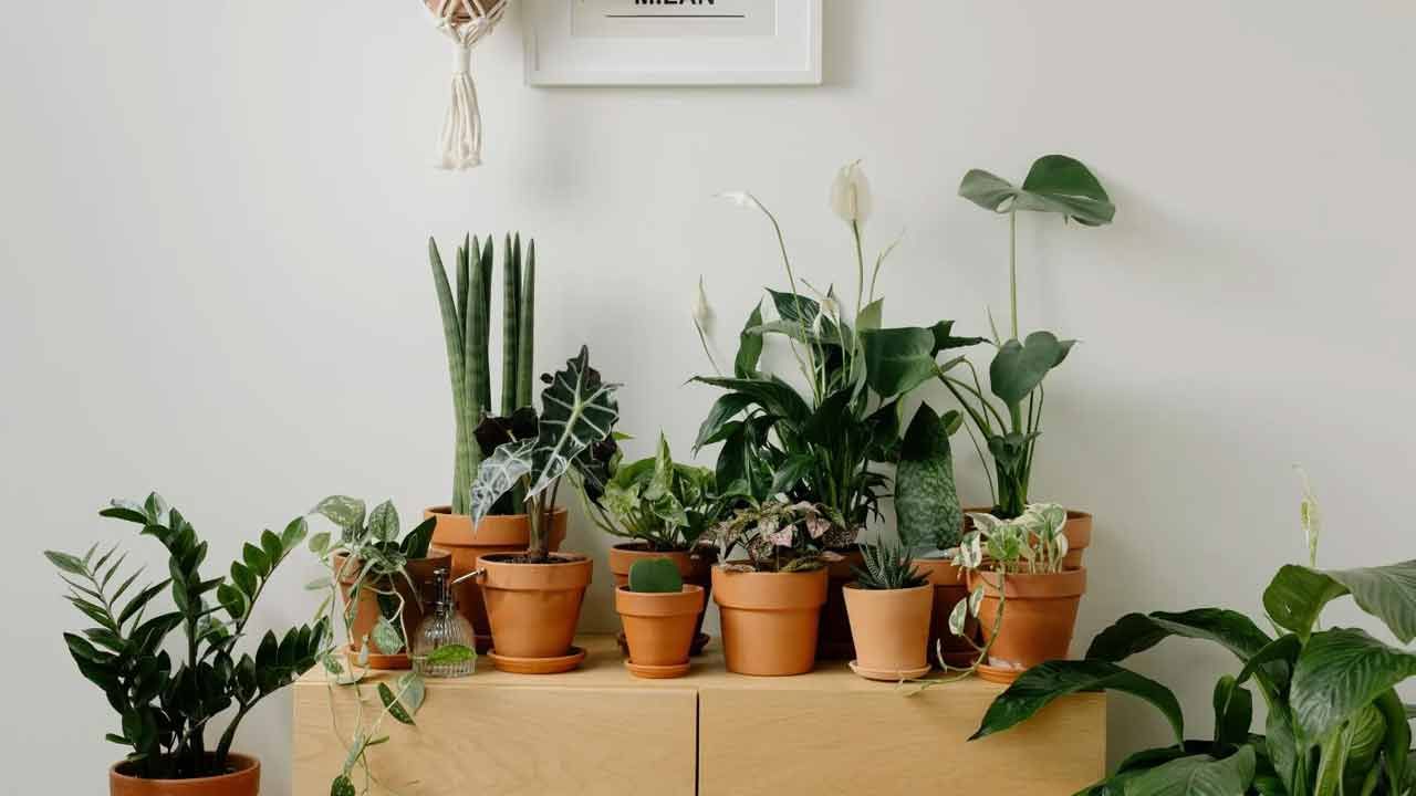 సాధారణంగా స్నేక్‌ ప్లాంట్‌ తలుపు లేదా ప్రధాన ద్వారం దగ్గర ఉంచడం శుభప్రదంగా భావిస్తారు. టేబుల్ లేదా క్యాబినెట్ పైన వంటి ఎత్తైన ప్రదేశంలో ఉంచడం వల్ల కూడా ఎక్కువ ప్రయోజనాలు లభిస్తాయి. ఈ మొక్కను టాయిలెట్ నుండి దూరంగా ఉంచాలి ఎందుకంటే అక్కడ నుండి వెలువడే ప్రతికూల శక్తి దాని సహజ శక్తిని ప్రభావితం చేస్తుంది. ప్రత్యక్ష కాంతి పడేలా కిటికీ దగ్గర ఉంచాలి.