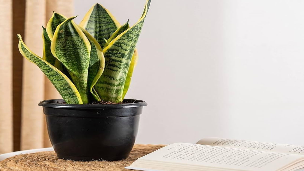 స్నేక్ ప్లాంట్ ప్రతికూల శక్తులను తటస్థీకరిస్తుంది . శక్తులను సమతుల్యం చేస్తుంది.మట్టి లేకుండా, కేవలం నీటిలో పెరిగే కొన్ని ఇండోర్ మొక్కలలో స్నేక్ ప్లాంట్లు ఒకటి. ఈ మొక్కను గది మూలల్లో ఉంచవచ్చు. సానుకూల వాతావరణాన్ని సృష్టిస్తుంది. స్నేక్ ప్లాంట్ అందమైన రూపంతో ఇంటిలో పచ్చదనాన్ని జోడిస్తుంది.

