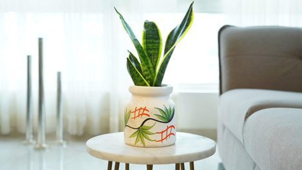 వాస్తు ప్రకారం  స్నేక్ ప్లాంట్ సంపద , శ్రేయస్సును తెచ్చే ఒక శుభకరమైన మొక్క. సానుకూల ఆర్థిక ఫలితాలను ఆకర్షించడానికి ఈ మొక్కను ఆగ్నేయ మూలలోని లివింగ్ రూమ్‌లో ఉంచండి. స్నేక్ ప్లాంట్ వాస్తు ప్రకారం ఇంట్లో నివసించేవారికి మంచి ఆరోగ్యం , శ్రేయస్సును నిర్ధారిస్తుంది. ఈ మొక్క ఆక్సిజన్ ఉత్పత్తి చేసే లక్షణాలు కాలుష్య కారకాలను తొలగిస్తాయి. ఇంట్లో గాలి నాణ్యతను కాపాడుతాయి. పరిశుభ్రమైన వాతావరణాన్ని సృష్టిస్తాయి.
