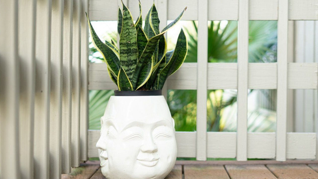  
ఇంట్లో స్నేక్ ప్లాంట్ ఉంచడం వల్ల ఇంటిని ప్రతికూల శక్తుల నుండి రక్షిస్తుంది. ఈ మొక్క విద్యుదయస్కాంత వికిరణం హానికరమైన ప్రభావాలను దూరంగా ఉంచుతుందని అంటారు. వాస్తు ప్రకారం ఎలక్ట్రానిక్ పరికరాలు లేదా గాడ్జెట్‌ల దగ్గర స్నేక్ ప్లాంట్‌ను ఉంచవచ్చు. ఇది రక్షణ కవచంగా పనిచేస్తుంది . సానుకూల వాతావరణాన్ని సృష్టిస్తుంది.

