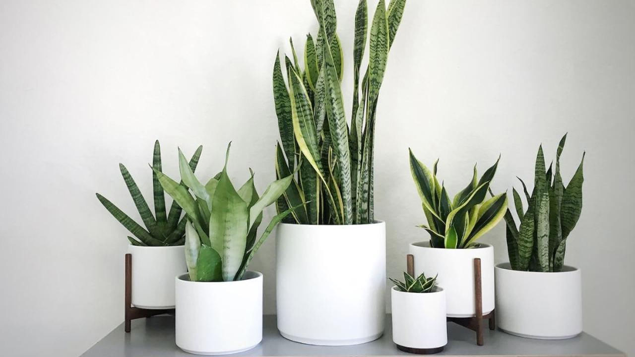 సంపద లేదా ఆరోగ్యం వంటి నిర్దిష్ట అంశాలను సక్రియం చేయడానికి స్నేక్ ప్లాంట్‌ను వివిధ ఇంట్లో లివింగ్ రూమ్, బెడ్‌రూమ్ లేదా వర్క్‌స్పేస్‌లో స్నేక్ ప్లాంట్‌ను ఉంచవచ్చు.
