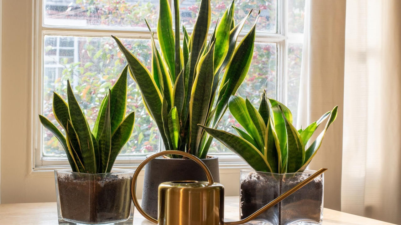  
వాస్తు ప్రకారం ఆగ్నేయ మూలను అగ్ని మూలకు సంబంధించినది. సంపద , శ్రేయస్సును సూచిస్తుంది. ఆగ్నేయ దిశలో  ముఖ్యంగా గదిలో లేదా ప్రవేశ ద్వారం దగ్గర స్నేక్ ప్లాంట్ ను పెంచుకోవడం వలన శ్రేయస్సు, విజయం , ఆర్థికానికి సంబంధించిన సానుకూల శక్తిని తెస్తుంది .
