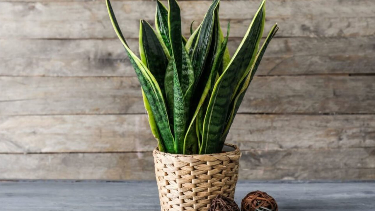 వాస్తులో నైరుతి దిశ రాహువుచే నియంత్రించబడుతుంది. భూమి అంశాలతో సంబంధం కలిగి ఉంటుంది. ఇది స్థిరత్వం, బలాన్ని సూచిస్తుంది. ఇంట్లో నివసించే వ్యక్తుల ఆరోగ్యం, శ్రేయస్సును పెంచడానికి నైరుతి మూలలో  ముఖ్యంగా బెడ్ రూమ్ లేదా లివింగ్ రూమ్‌లో స్నేక్ ప్లాంట్ ను పెంచుకోవడం శుభప్రదం. 
